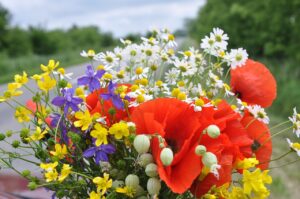 Blumen und Pflanzen für den Cottagecore Wohntrend