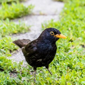 Drosseln haben Nacktschnecken zum Fressen gern und wissen mit den Schleimern umzugehen - natürlicher Feind