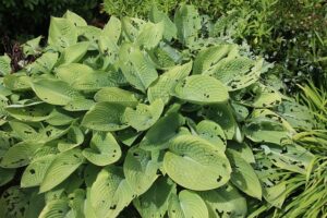 Hosta / Funkien sind sehr beliebt bei Schnecken und oft von Frass-Spuren übersät