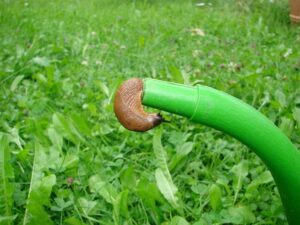 Nacktschnecken im Garten - wie bekämpfen