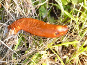 Spanische Wegschnecke - invasive Nacktschnecke im Garten