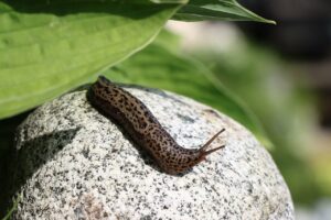 Tigerschnegel - schädliche oder nützliche Nacktschnecken?!