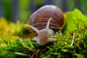 Weinbergschnecke - Feind oder Freund im Garten?